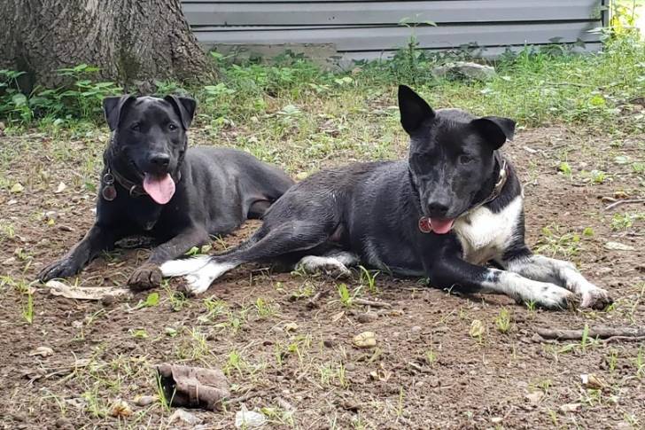 Deux Borador allongés sur une surface herbacée et tirant tous les deux leurs langues