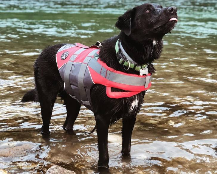 Un Borador dans l'eau et portant un harnais 