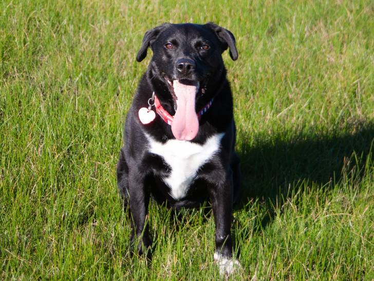 Un Borador assis de face