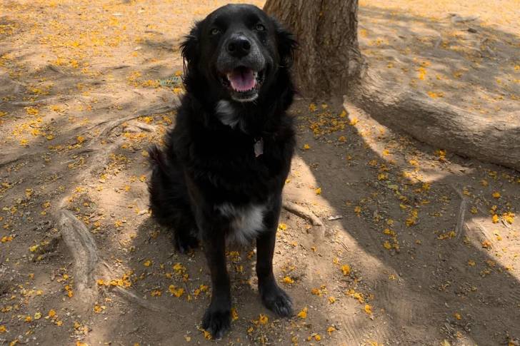 Un Borador assis au pied d'un arbre et portant un collier autour du cou