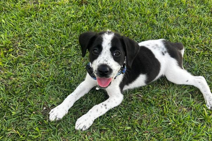 Un Borador allongé sur une surface gazonnée et portant un collier autour du cou