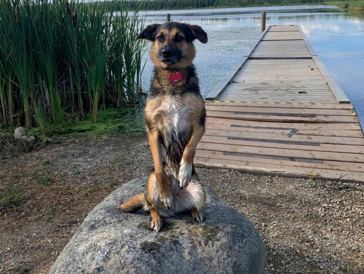 Un Borador assis sur un rocher et portant un collier autour du cou