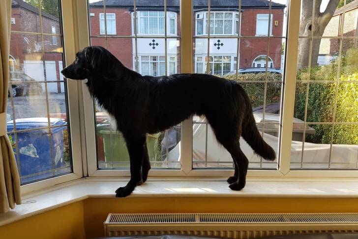 Un Borador sur le rebord d'une fenêtre 