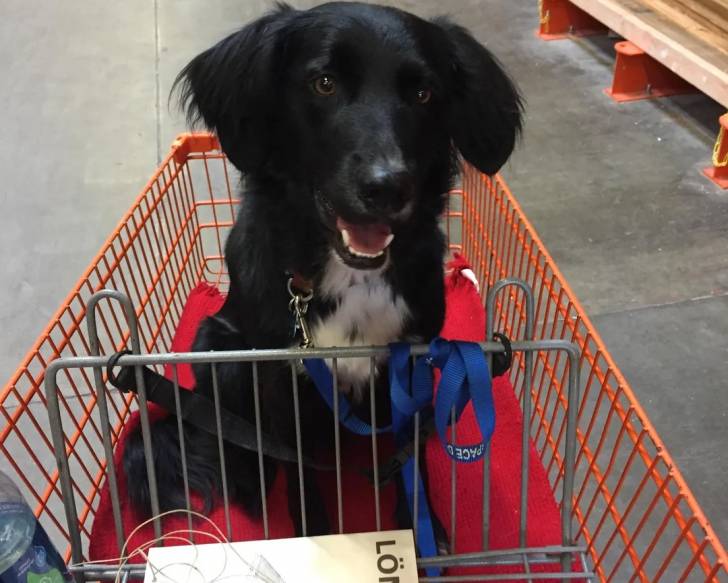 Un Borador assis dans un caddie et qui est tenu en laisse