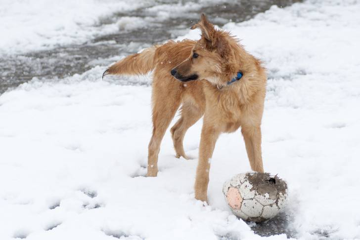 Un Berger Basque joue avec un ballon de foot dans la neige