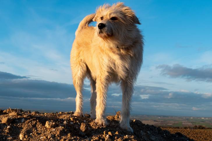 Un Berger Basque au sommet d'une montagne