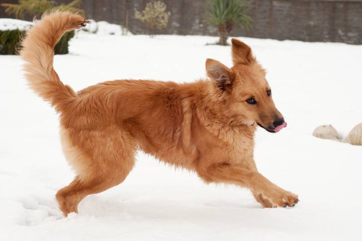 Un Berger Basque court dans la neige