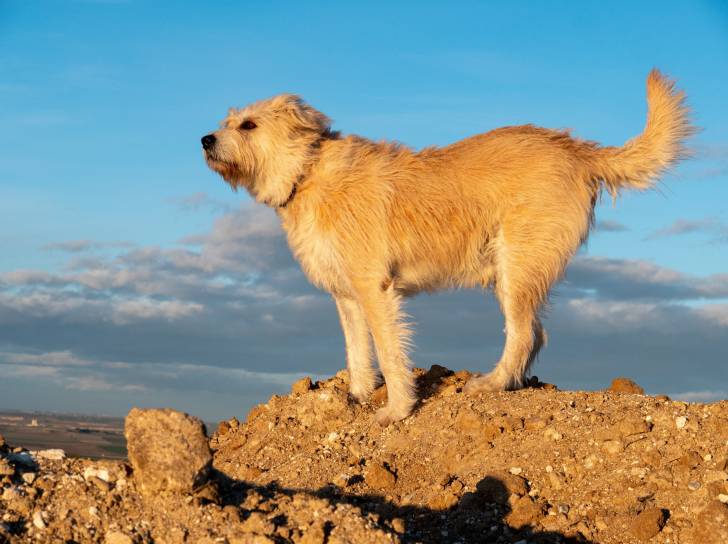 Un Berger Basque au sommet d'une montagne