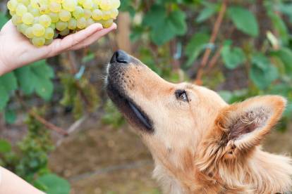 Un Berger Basque renifle une grappe de raisins verts
