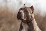 Un Bandog assis dehors