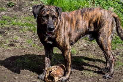 Bandog bringé debout