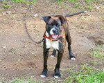 Un Bandog sur un sentier et tenu en laisse