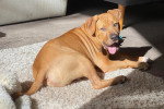 Un Bandog allongé sur un tapis