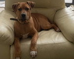 Un Bandog allongé sur un fauteuil