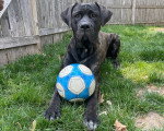 Un Bandog allongé sur un terrain herbeux tenant une balle 