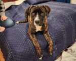 Un Bandog allongé sur un lit