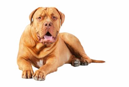Un Bandog allongé sur fond blanc