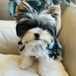 Un Biewer Yorkshire sur un canapé et regardant vers la caméra 