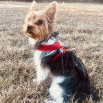 Un Biewer Yorkshire assis sur une surface herbacée et qui est tenu en laisse 