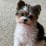 Un Biewer Yorkshire assis sur une moquette et regardant vers la caméra 