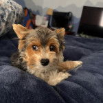 Un Biewer Yorkshire allongé et semblant détendu 