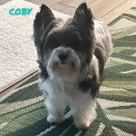 Un Biewer Yorkshire sur un tapis et regardant vers la caméra 