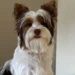 Un Biewer Yorkshire regardant vers la caméra 