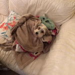 Un Biewer Yorkshire allongé sur un canapé et regardant vers la caméra 