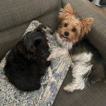 Deux Biewer Yorkshire sur un canapé et regardant tous deux la caméra 