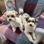 Deux Biewer Yorkshire sur une chaise et semblant tous deux détendus 