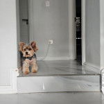 Un Biewer Yorkshire sur un sol carrelé 