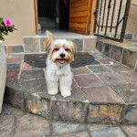 Un Biewer Yorkshire devant une porte et ayant la gueule légèrement ouverte 