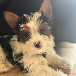 Un Biewer Yorkshire allongé et regardant vers la caméra 