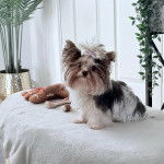 Un Biewer Yorkshire assis et semblant détendu 