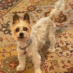 Un Biewer Yorkshire sur un tapis et portant un collier autour du cou