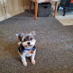 Un Biewer Yorkshire sur une moquette et portant un harnais 