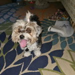 Un Biewer Yorkshire sur un tapis et tirant la langue 