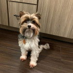 Un Biewer Yorkshire assis sur un sol carrelé et portant un collier autour du cou