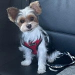 Un Biewer Yorkshire regardant vers la caméra et portant un harnais 