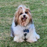 Un Biewer Yorkshire assis sur une surface gazonnée et portant un collier autour du cou