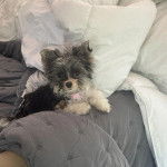 Un Biewer Yorkshire allongé sur un lit et portant un collier autour du cou