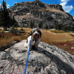 Un Biewer Yorkshire assis sur un rocher et qui est tenu en laisse 