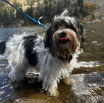 Un Biewer Yorkshire dans l'eau et qui est tenu en laisse 