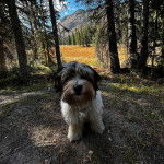 Un Biewer Yorkshire sur un terrain herbeux 