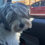 Un Biewer Yorkshire dans une voiture et regardant vers la caméra 