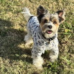 Un Biewer Yorkshire sur un terrain herbeux et portant un habit pour chien 