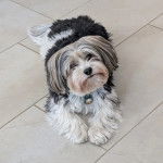 Un Biewer Yorkshire allongé sur un sol carrelé et portant un collier autour du cou