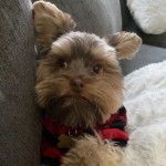 Un Biewer Yorkshire allongé sur un canapé et portant un collier autour du cou