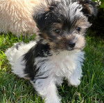 Un Biewer Yorkshire assis sur une surface gazonnée et regardant vers la caméra 