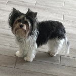 Un Biewer Yorkshire sur un sol carrelé 